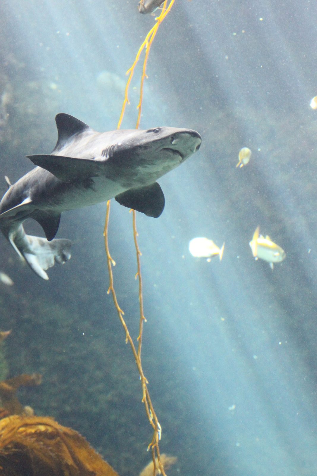 A leopard shark glides through the kelp forest tank at Birch Aquarium at Scripps, one of the La Jolla participants in this year's program.