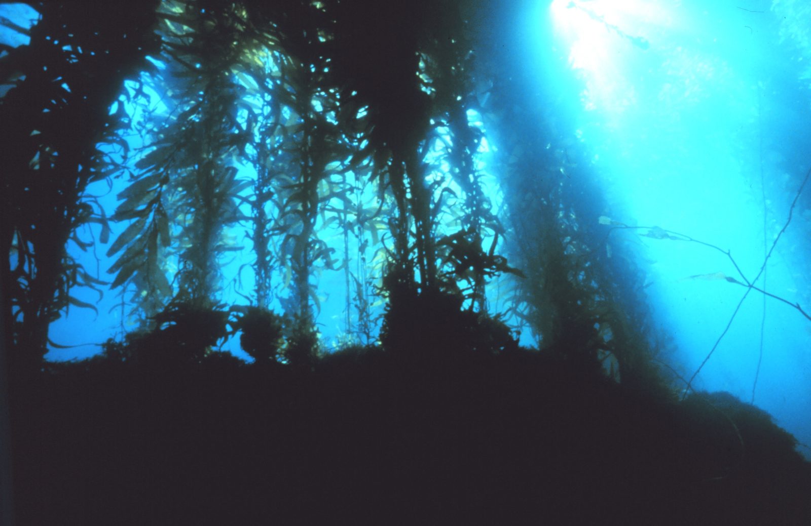 A giant kelp forest photographed in the Channel Islands National Marine Sanctuary. Off La Jolla, Scripps ecologists told a public briefing this month, warm water reaching 70 degrees at 50 feet down has left very little kelp standing, and a strong El Niño could strip what remains.